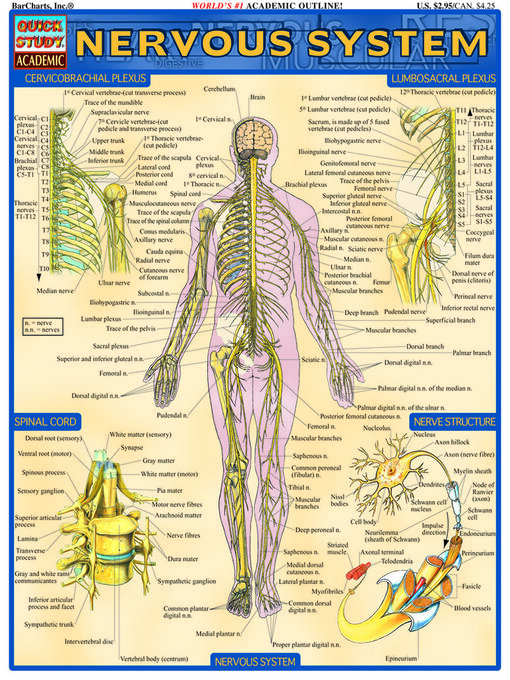 Title details for Nervous System by BarCharts Publishing, Inc. - Available